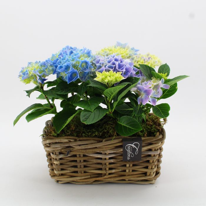 KHCR-2611B Hydrangea creations, D 27