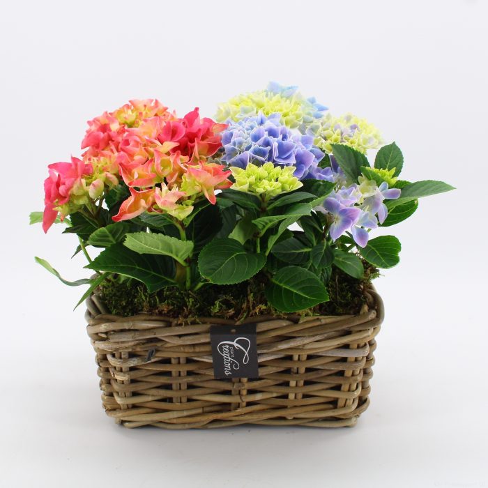 KHCR-2611M Hydrangea creations, D 27