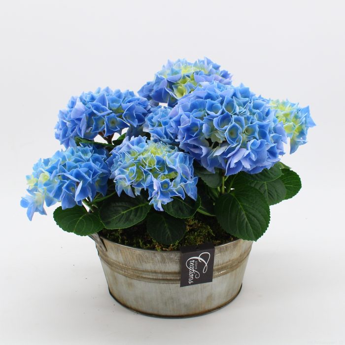 KHCR-2614B Hydrangea creations, D 23