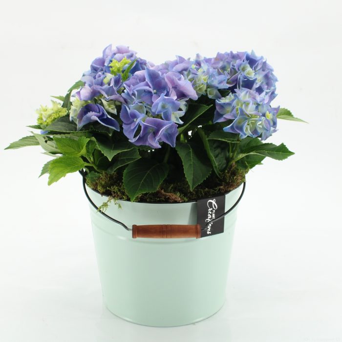 KHCR-2616B Hydrangea creations, D 21