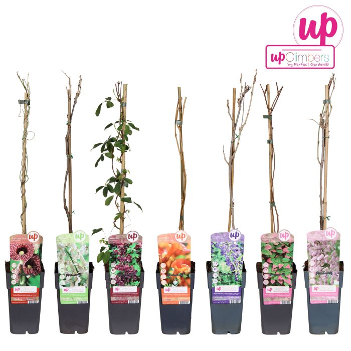 Klimplanten mix laag exclusief P15, D 15