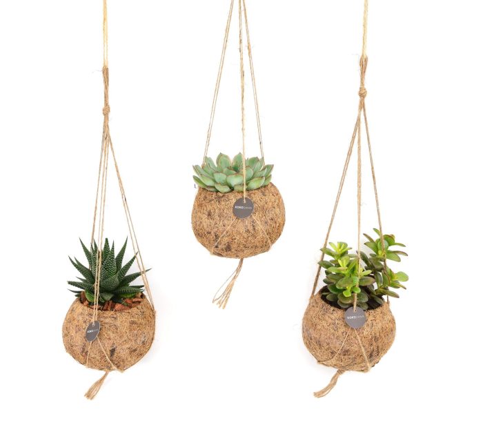 Kokodama 12 cm Succulent mix, D 12