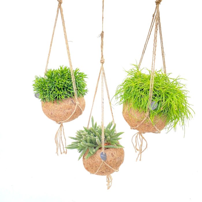 Kokodama 15 cm Rhipsalis mix, D 15