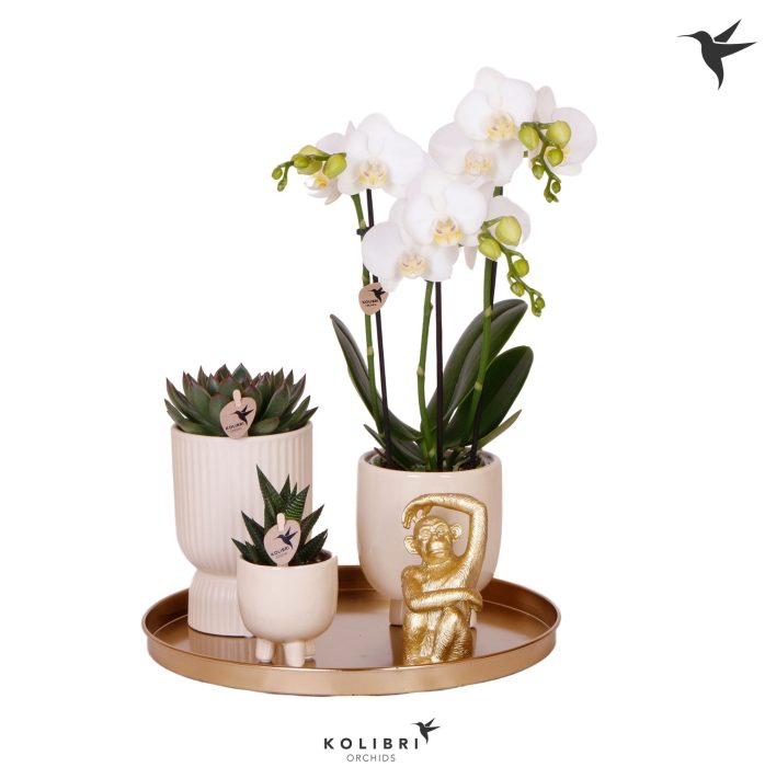 Kolibri Gift Set Le Chic travertine, D 30