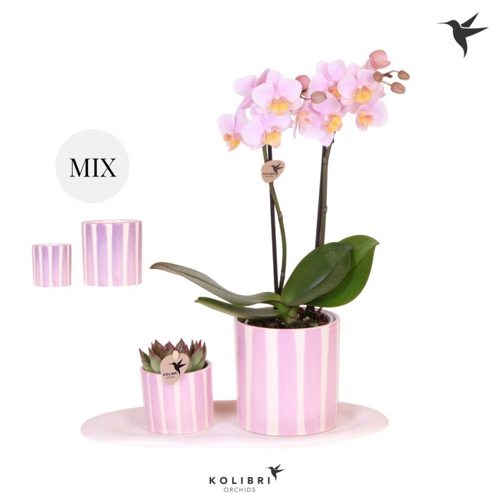 Kolibri Gift Set small Mediterranean pink purple mix, D 18