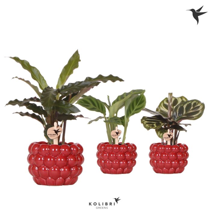 Kolibri Greens Calathea mix in Berry pot, D 6
