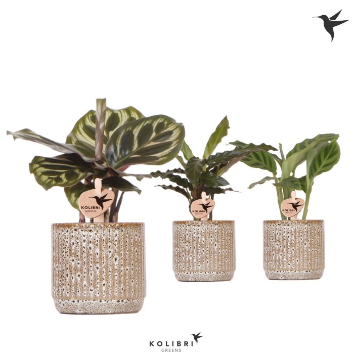 Kolibri Greens Calathea mix in Jaguar pot, D 6