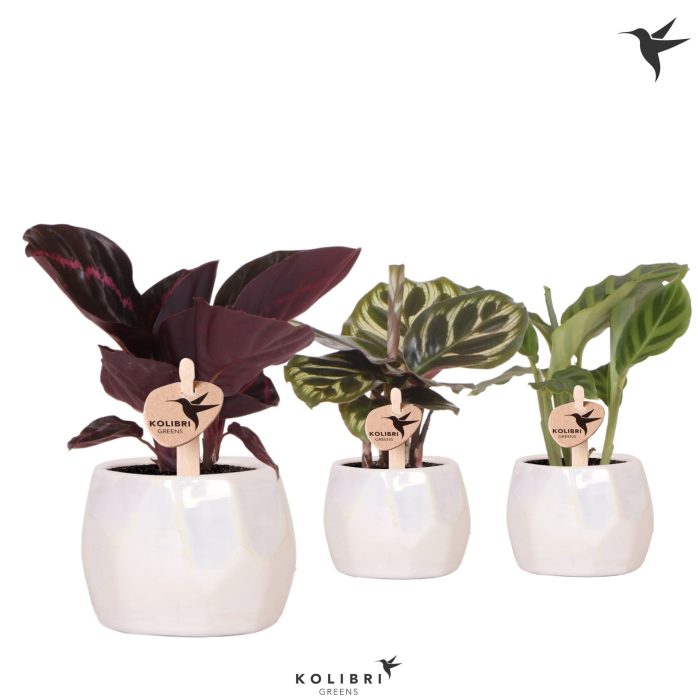 Kolibri Greens Calathea mix in Pearl pot travertine, D 6