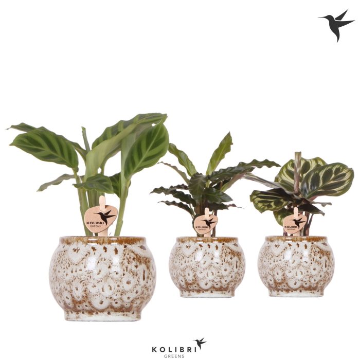 Kolibri Greens Calathea mix in Safari pot, D 6