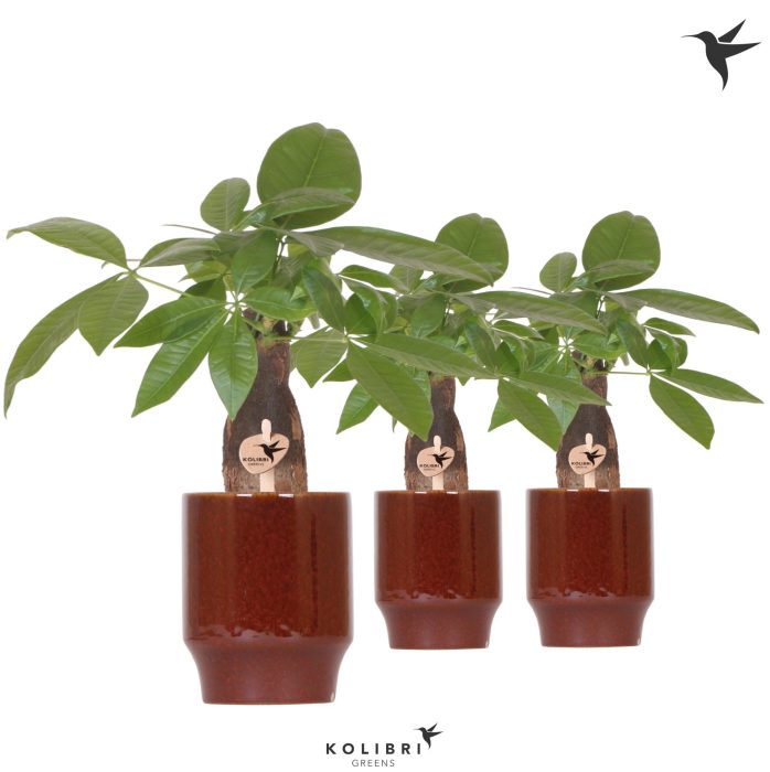 Kolibri Greens Pachira in Classy pot red, D 9