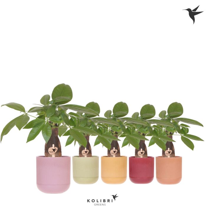Kolibri Greens Pachira in Flare pot mix, D 9
