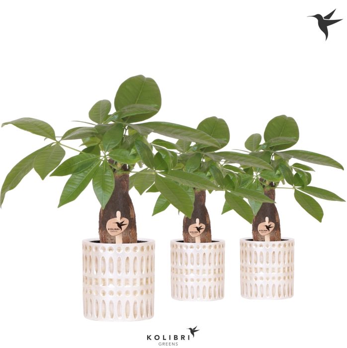 Kolibri Greens Pachira in Mozaiek pot, D 9
