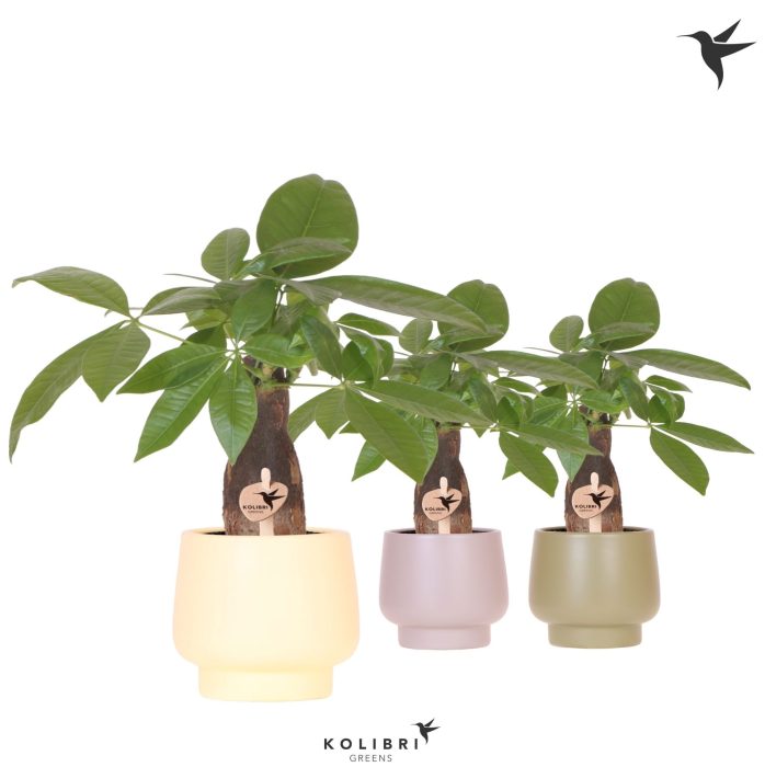 Kolibri Greens Pachira in Scandic pot green mix, D 9