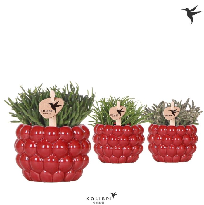 Kolibri Greens Rhipsalis mix in Berry pot, D 6