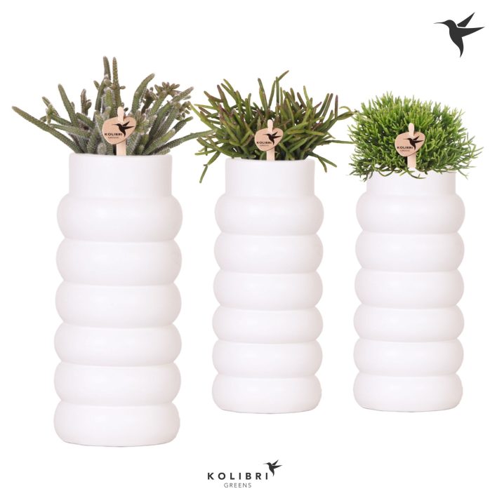 Kolibri Greens Rhipsalis mix in Bubble Fall pot white, D 9