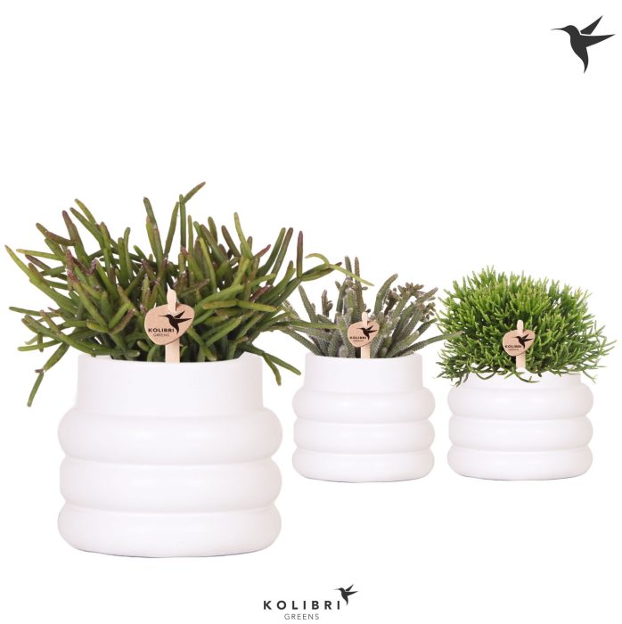 Kolibri Greens Rhipsalis mix in Bubble pot white, D 9