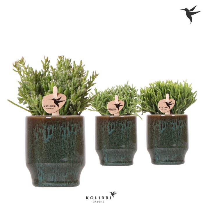 Kolibri Greens Rhipsalis mix in Classy pot green, D 6