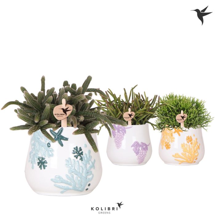 Kolibri Greens Rhipsalis mix in Coral pot mix, D 9
