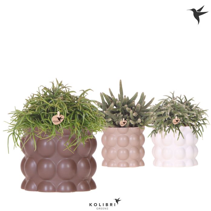 Kolibri Greens Rhipsalis mix in Cotton pot sand mix, D 12