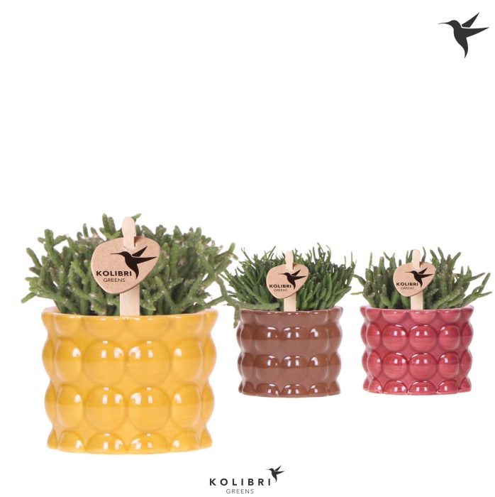 Kolibri Greens Rhipsalis mix in Cotton pot yellow mix, D 6