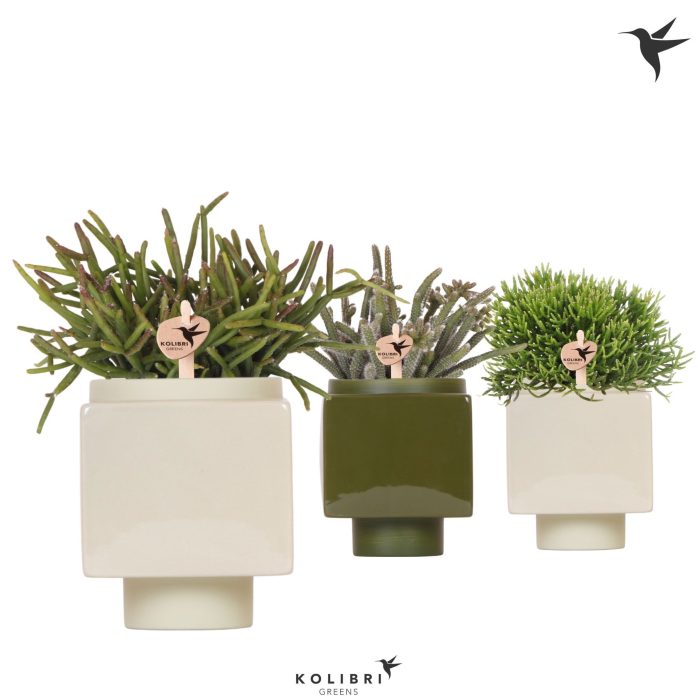 Kolibri Greens Rhipsalis mix in Cube pot green, D 9