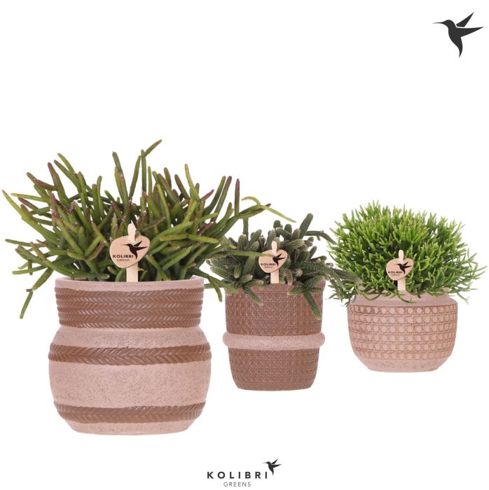 Kolibri Greens Rhipsalis mix in Ethnic pot sand mix, D 9