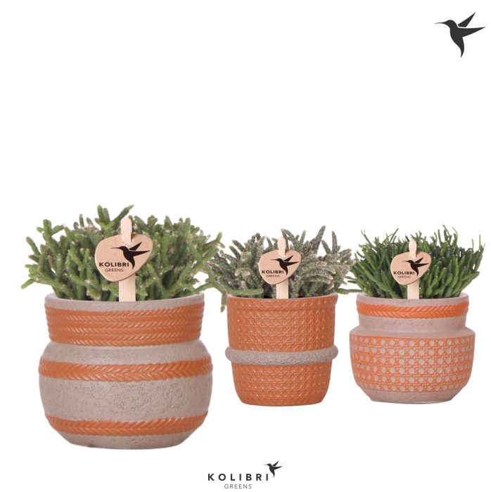 Kolibri Greens Rhipsalis mix in Ethnic pot terracotta mix, D 6