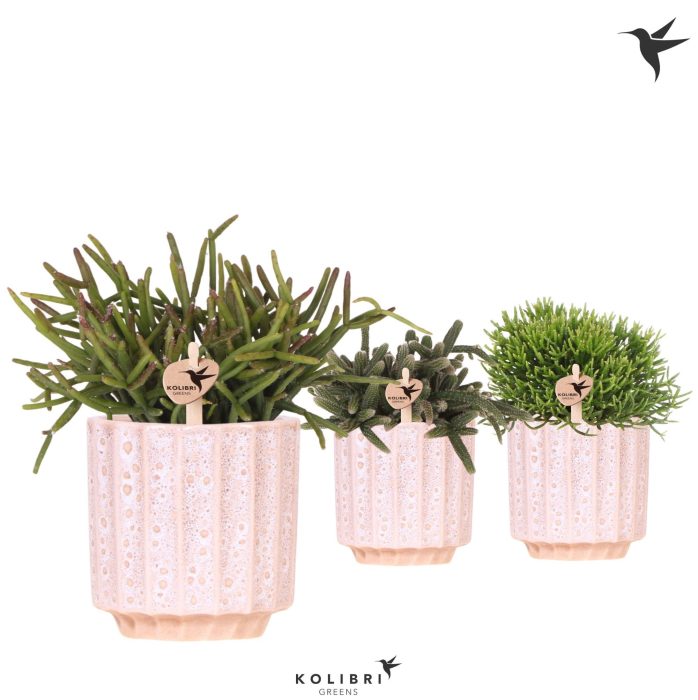 Kolibri Greens Rhipsalis mix in Flow pot, D 9