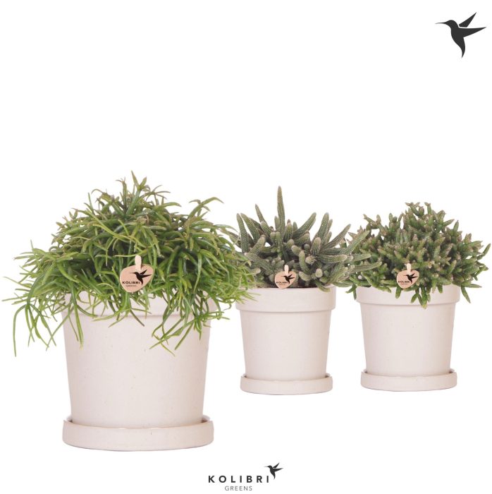 Kolibri Greens Rhipsalis mix in Flower pot sand, D 12