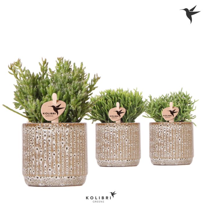 Kolibri Greens Rhipsalis mix in Jaguar pot, D 6