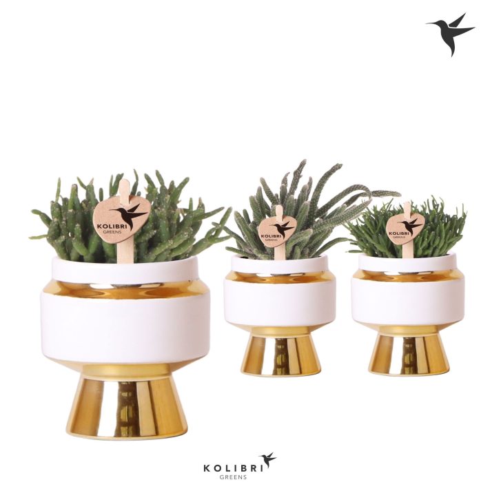 Kolibri Greens Rhipsalis mix in Le Chic pot gold, D 6