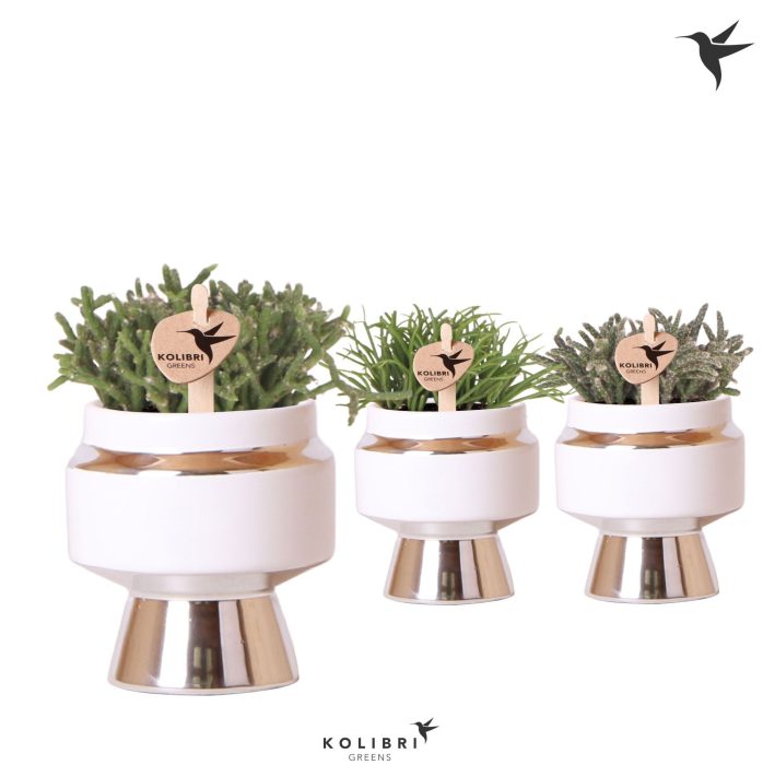 Kolibri Greens Rhipsalis mix in Le Chic pot silver, D 6