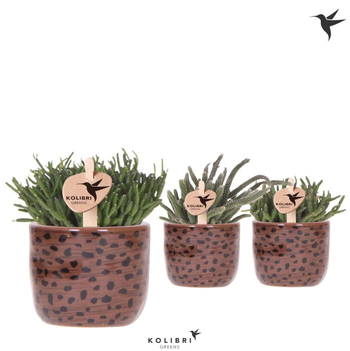 Kolibri Greens Rhipsalis mix in Leopard pot, D 6