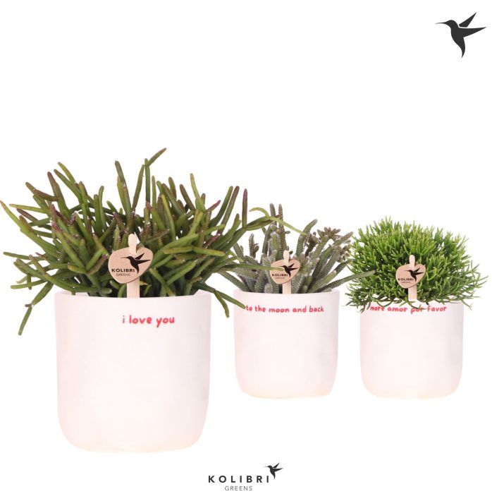Kolibri Greens Rhipsalis mix in Love pot mix, D 9