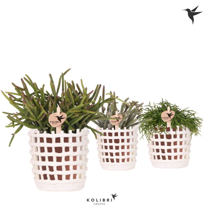 Kolibri Greens Rhipsalis mix in Mesh pot white, D 9