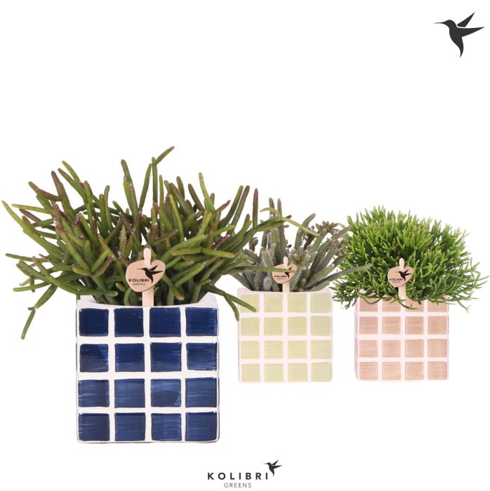 Kolibri Greens Rhipsalis mix in Mosa pot blue mix, D 9