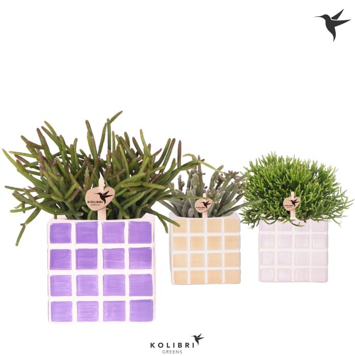 Kolibri Greens Rhipsalis mix in Mosa pot pink mix, D 9