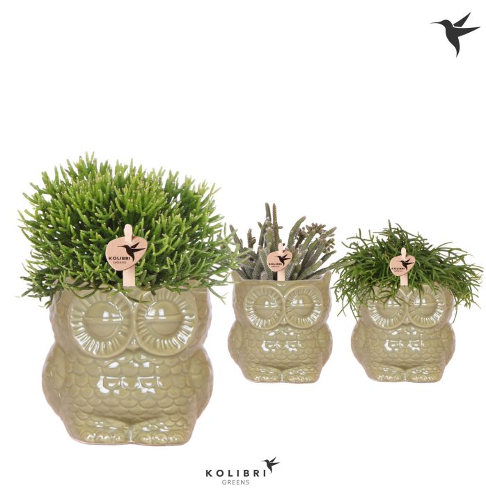 Kolibri Greens Rhipsalis mix in Owl pot green, D 9