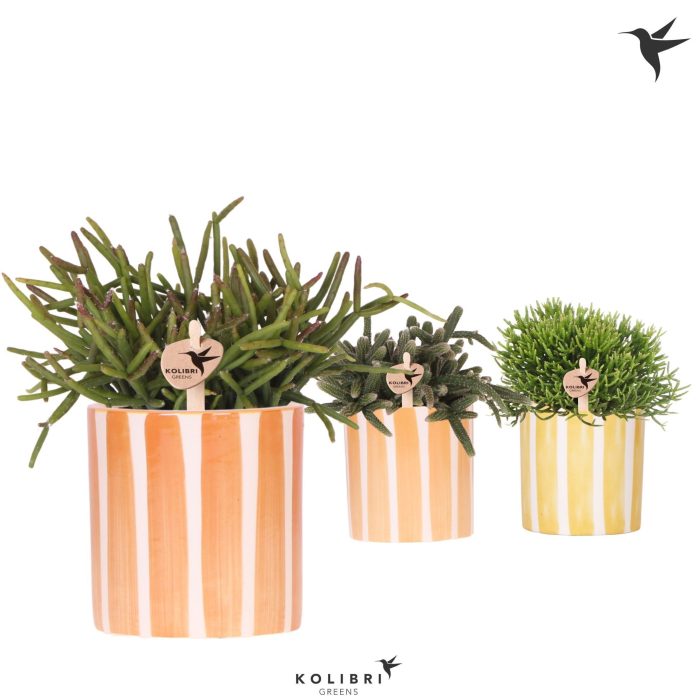 Kolibri Greens Rhipsalis mix in Painted Stripe pot yellow mix, D 9