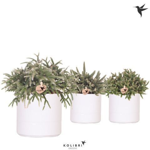 Kolibri Greens Rhipsalis mix in Pastel pot white, D 12