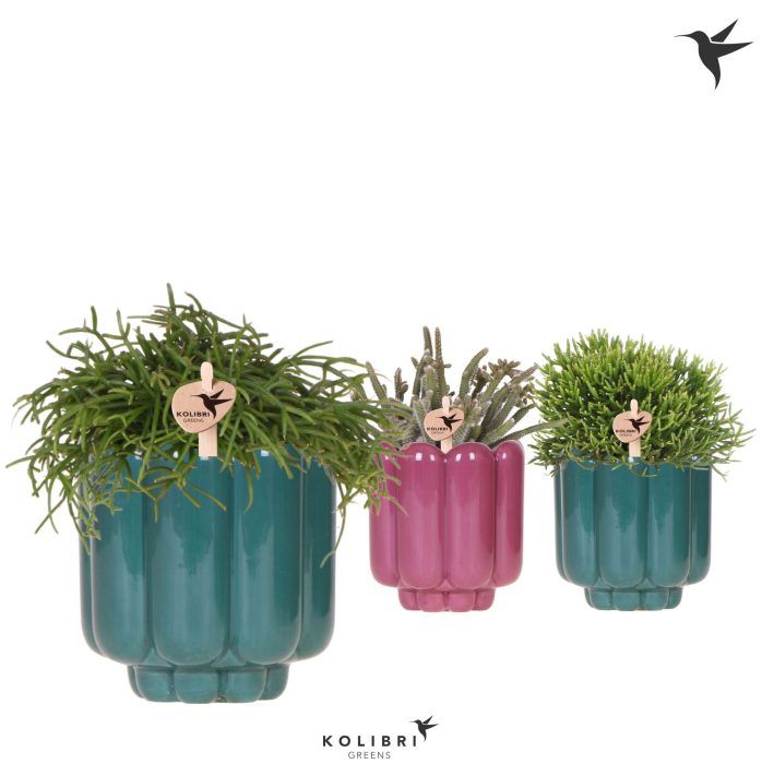 Kolibri Greens Rhipsalis mix in Retro pot green mix, D 9