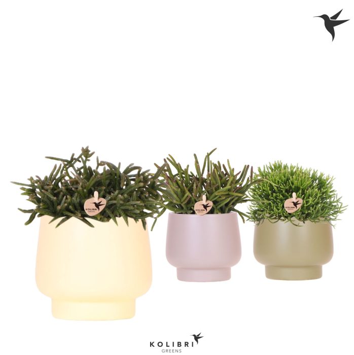 Kolibri Greens Rhipsalis mix in Scandic pot green mix, D 9