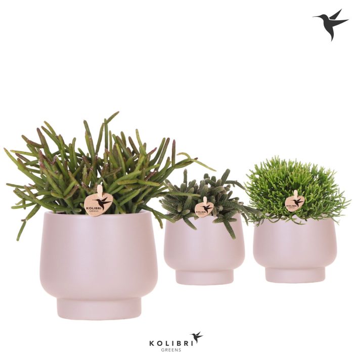 Kolibri Greens Rhipsalis mix in Scandic pot taupe, D 9