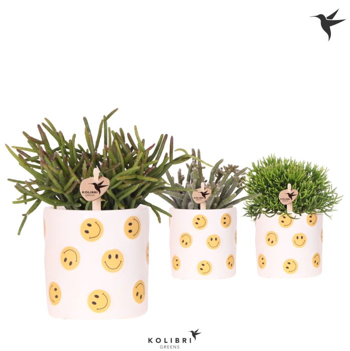 Kolibri Greens Rhipsalis mix in Smiley pot, D 9