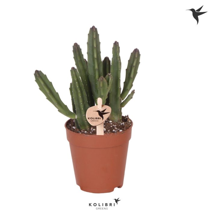 Kolibri Greens Stapelia Leendertziae, D 9