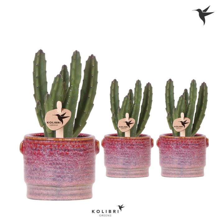 Kolibri Greens Stapelia Leendertziae in Aura pot, D 6