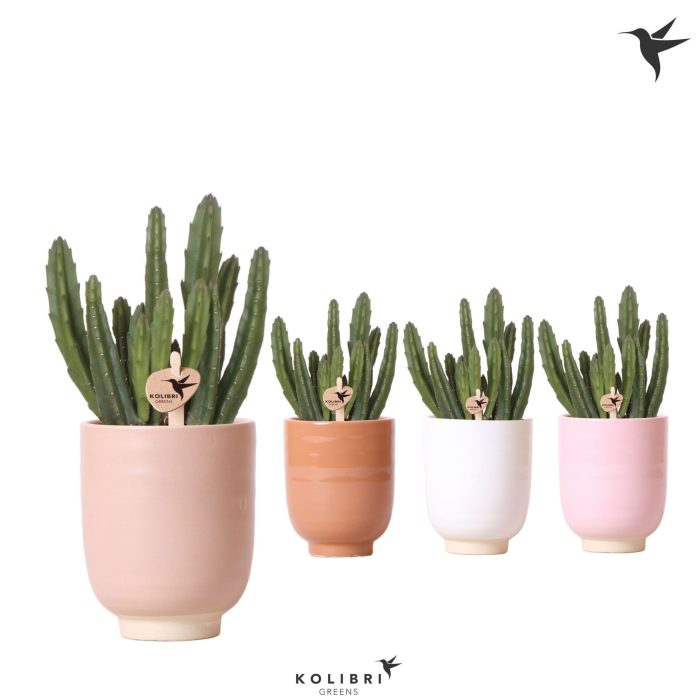 Kolibri Greens Stapelia Leendertziae in Glazed pot mix, D 9