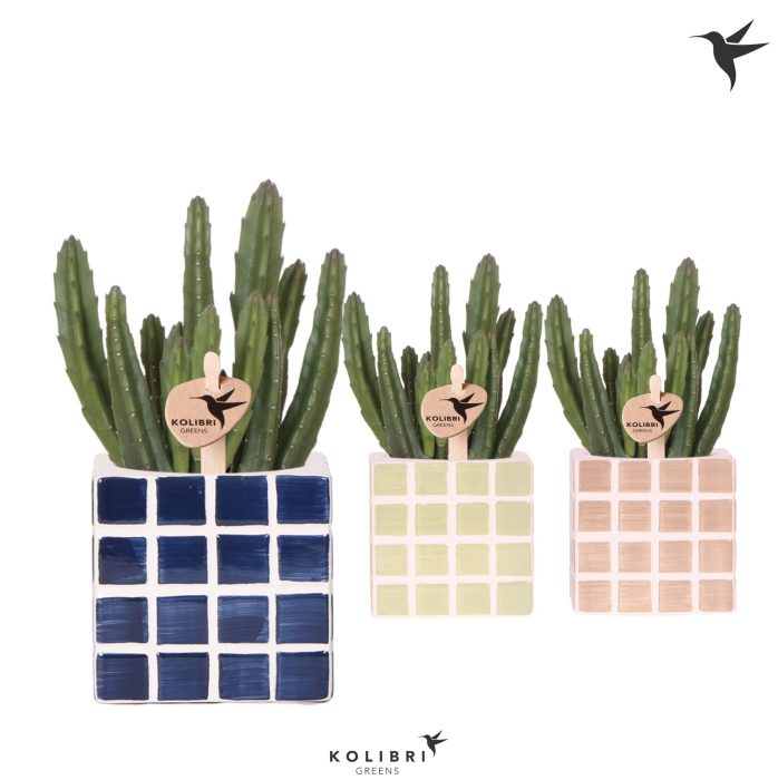Kolibri Greens Stapelia Leendertziae in Mosa pot blue mix, D 9