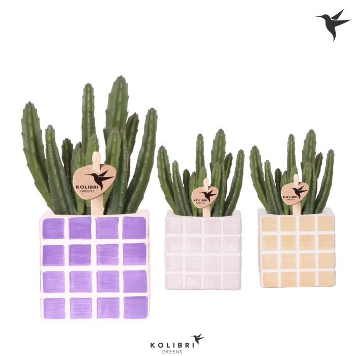 Kolibri Greens Stapelia Leendertziae in Mosa pot pink mix, D 9