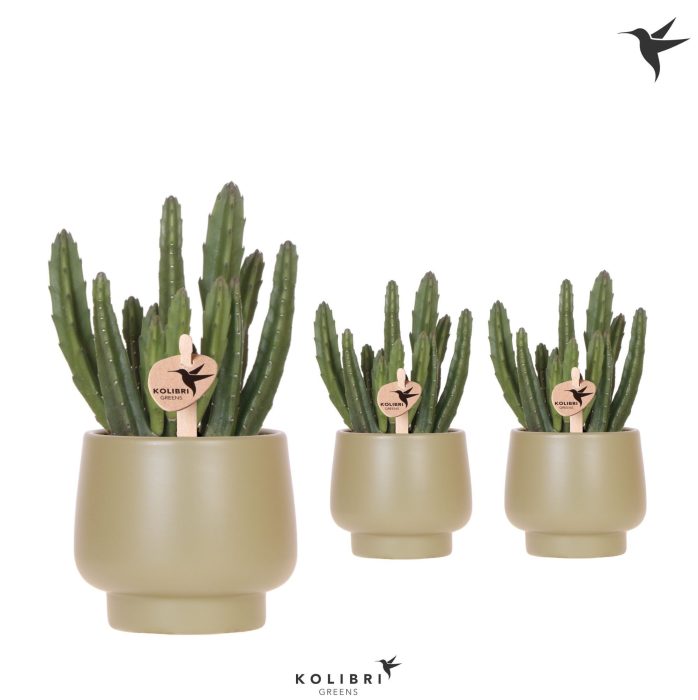 Kolibri Greens Stapelia Leendertziae in Scandic pot green, D 9